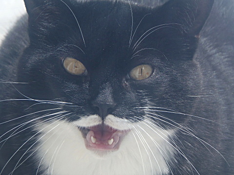 It's a cat!